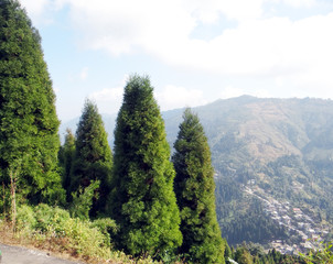 beautiful pine forest in himalaya