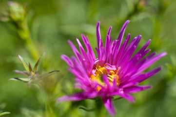 Purple flower on green background