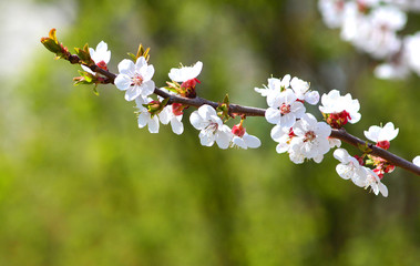 Blossom branch with white flowers
