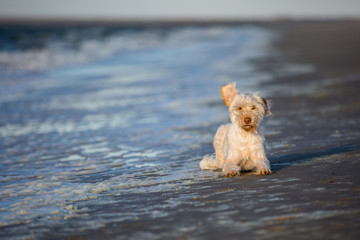 Hund an der Küste