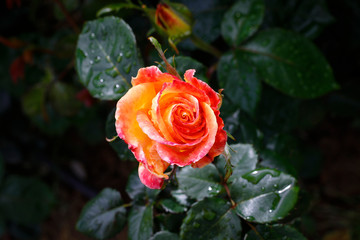 Orange Rose in the country