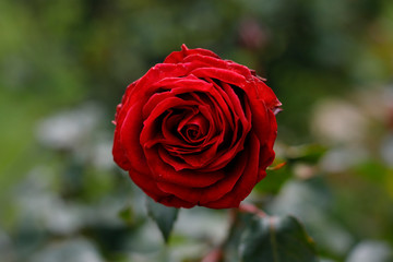 Red Rose