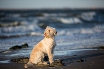 Hund an der Küste Mischlingshündin an der holländischen Nordseeküste 