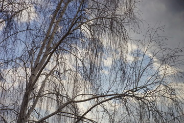 Birch tree with bare branches in early spring.