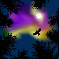 Silhouette of coniferous trees on the background of colorful sky.  Eagle in the sky. Night. Yellow and violet northern lights.   View from below.