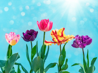 Colorful tulips bouquet on blue. Spring nature background