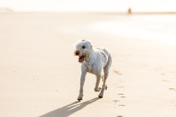 Nordseestrand in Holland