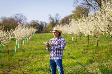 Farmer using tablet in blooming orchard at springtime