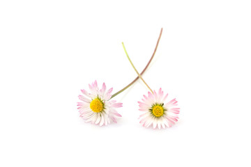 Zwei Gänseblümchen (Bellis perennis), Nahaufnahme