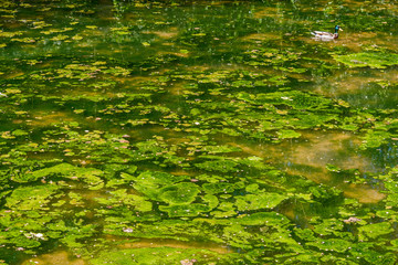 Pond with leaves and a duck swimming.