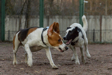 Two dogs playing on the dog playground