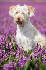 Mischlingshündin im Portrait, Hund im holländischen lila Blumenmeer