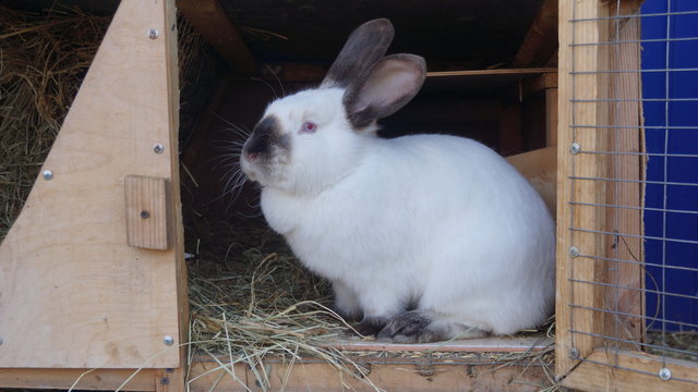 Line of domestic rabbits are eating grain and grass in farm hutch