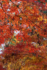 紅葉