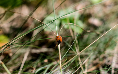 Ladybug on autumn foliage in the forest