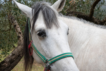 Cabeza de caballo blanco y crin gris