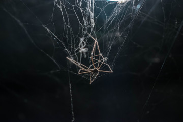 Spider trapped in it's own web, below the surface in a cave sytem where only one cold lightsource exists.