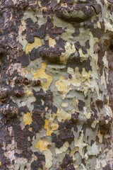 Borke, Rinde einer Platane,  mit typischem Camouflagemuster