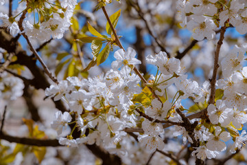 Beautiful cherry tree on blue sky