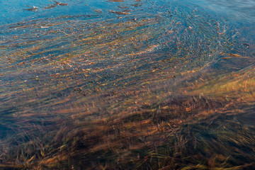 Colourful Seaweed in tidal lake at sunset.