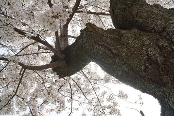 満開の桜の風景