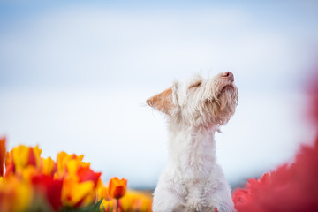 Hund im Blumenmeer