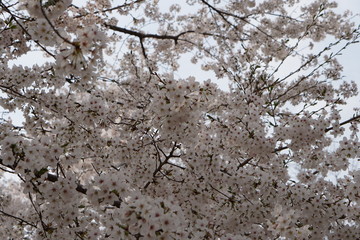 満開の桜の風景