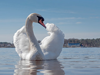 Naklejka na ściany i meble Beautiful swan in a river,