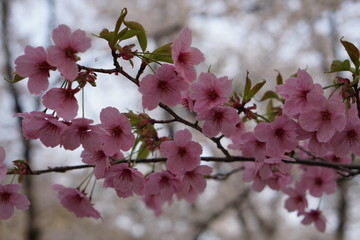 満開の桜の風景