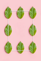 Nature pattern from a green leaves on a pink background, creative flat lay for design