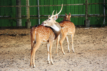 fallow deer in the forest