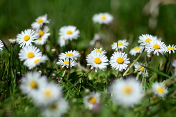 Fototapeta premium Gänseblümchen auf einer Wiese 