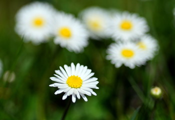 G&auml;nsebl&uuml;mchen auf einer Wiese 