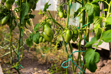 Agriculture, gardening concept. Green tomatoes growing on a branch. Growing tomato plants in the garden. Ripening plum tomatoes in greenhouse. Home production of food concept. Healthy life concept.
