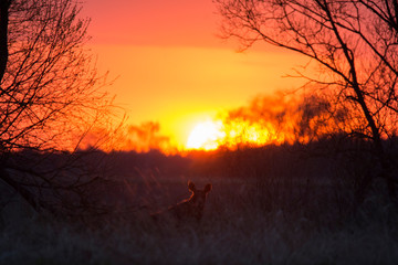 Fototapeta Łoś o zachodzie słońca obraz