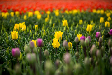 Blumenfelder in Holland