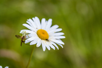 Daisy with a spider and fly in a battle for survival.