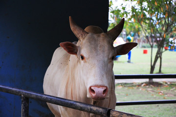 portrait of a cow