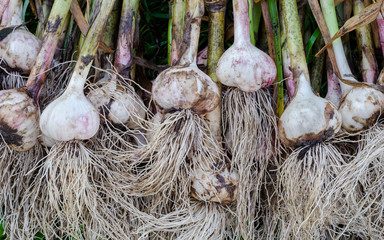 garlic a lot of head number