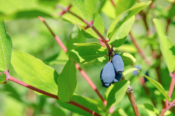 honeysuckle berries on bushes