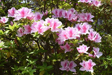 "Azalea" makes the streets gorgeous.