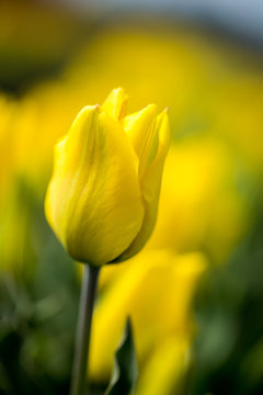 Tulpen in Holland