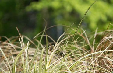Dry and green grass on blurred green background