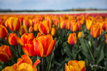 Tulpen in Holland