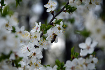 bee on a flower