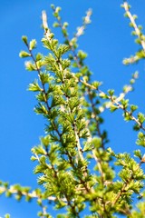 Bright green fluffy branches of a Larix decidua Pendula tree. Larch in spring.
