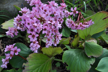 Bloom in the spring Bergenia (Badan)
