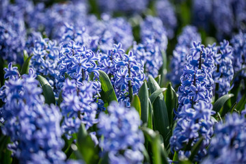 Blumenfelder in Holland
