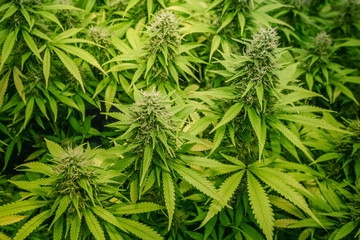 medical marijuana plants - cannabis plant