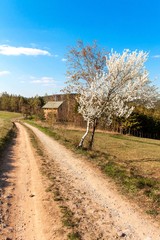 Fototapeta na wymiar Blossoming cherry on a country road in the Czech countryside. Wild cherry tree in spring. Spring day in the countryside.